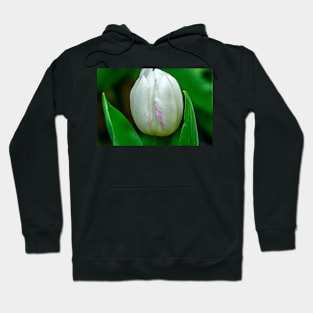 tulip Hoodie